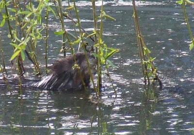 Прикрепленное изображение: 002.jpg